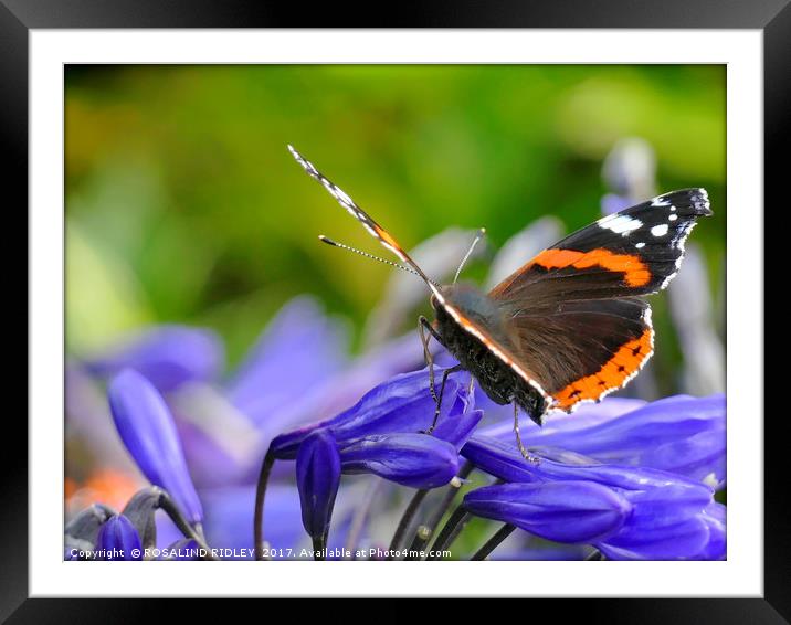 "Butterfly on Agapanthus" Framed Mounted Print by ROS RIDLEY
