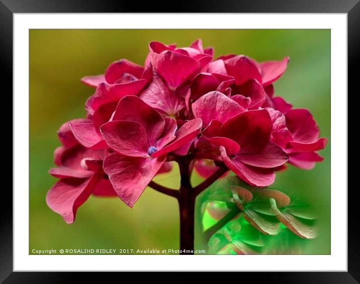 "Pink Hydrangea" Framed Mounted Print by ROS RIDLEY