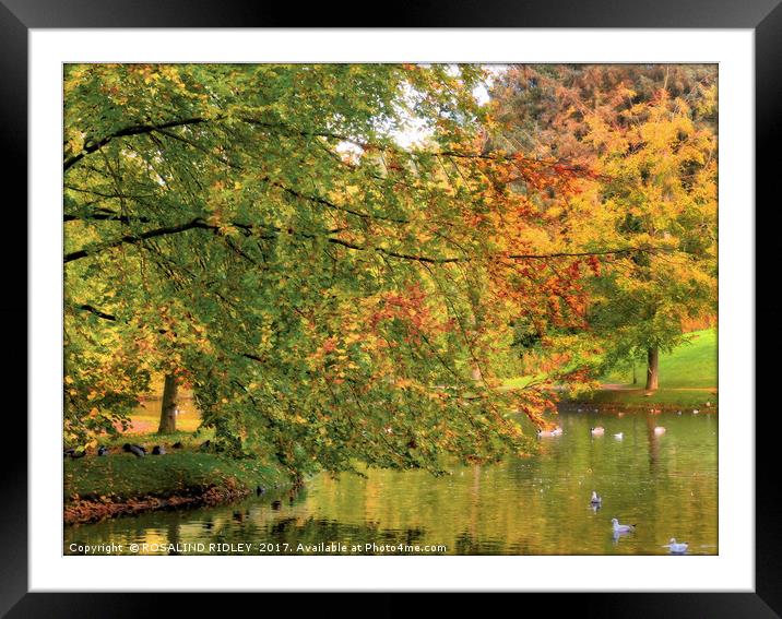 "Trees by the lake" Framed Mounted Print by ROS RIDLEY
