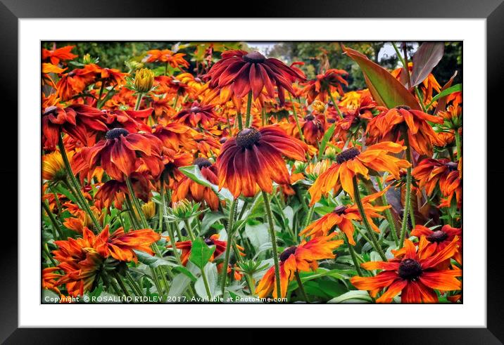 "Rudbeckia in the breeze" Framed Mounted Print by ROS RIDLEY