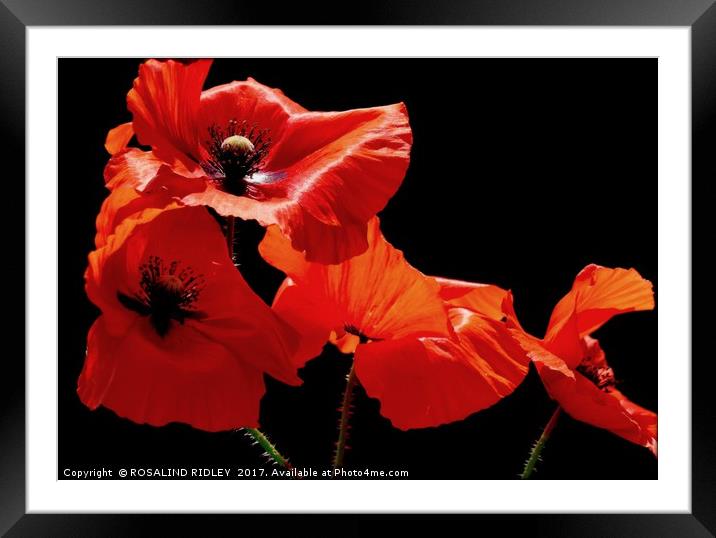 ""Poppies " Framed Mounted Print by ROS RIDLEY