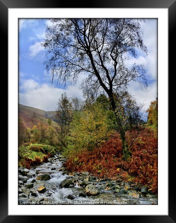 "Tree at Mountain Stream" Framed Mounted Print by ROS RIDLEY