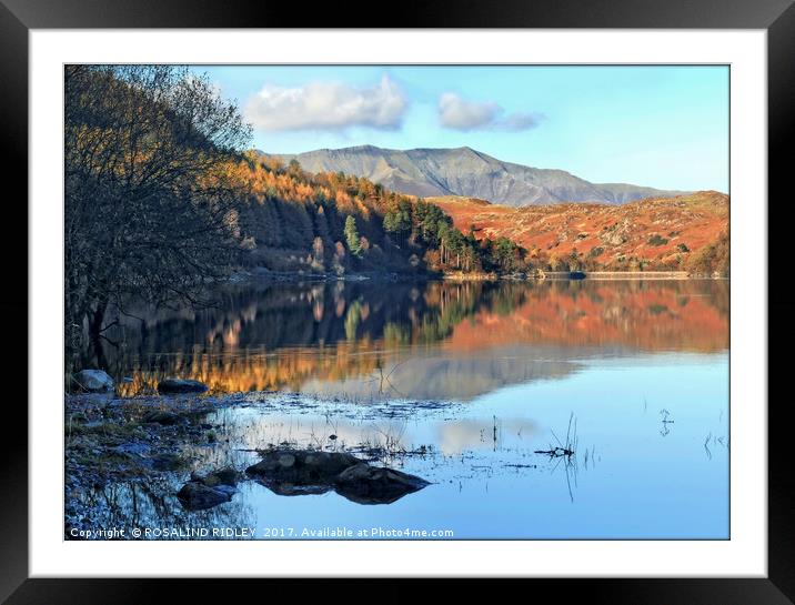 "Autumn reflections at the lake" Framed Mounted Print by ROS RIDLEY