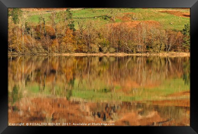 "Autumn reflections at Thirlmere (2)" Framed Print by ROS RIDLEY