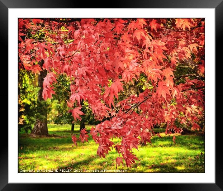 "Acers in the Autumn sunshine" Framed Mounted Print by ROS RIDLEY