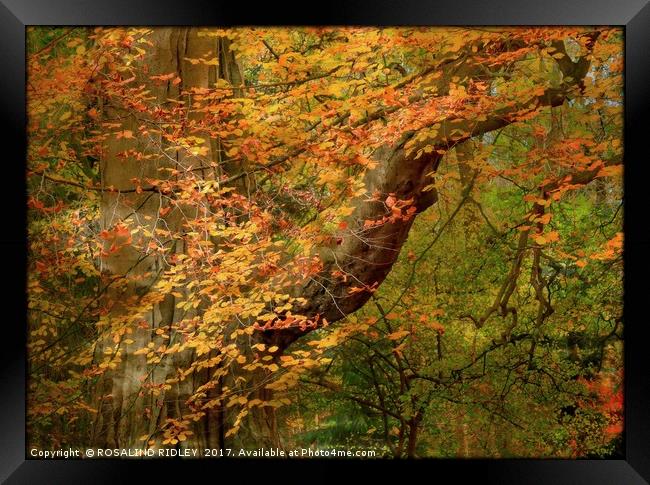 "Dappled sunshine through the Autumn woods" Framed Print by ROS RIDLEY