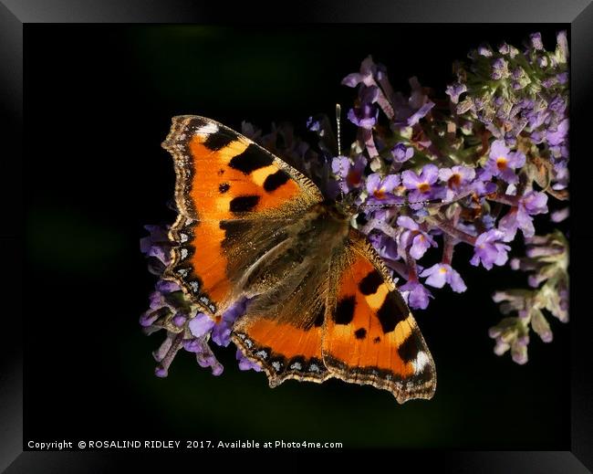 "Tortoiseshell butterfly on Buddleia" Framed Print by ROS RIDLEY