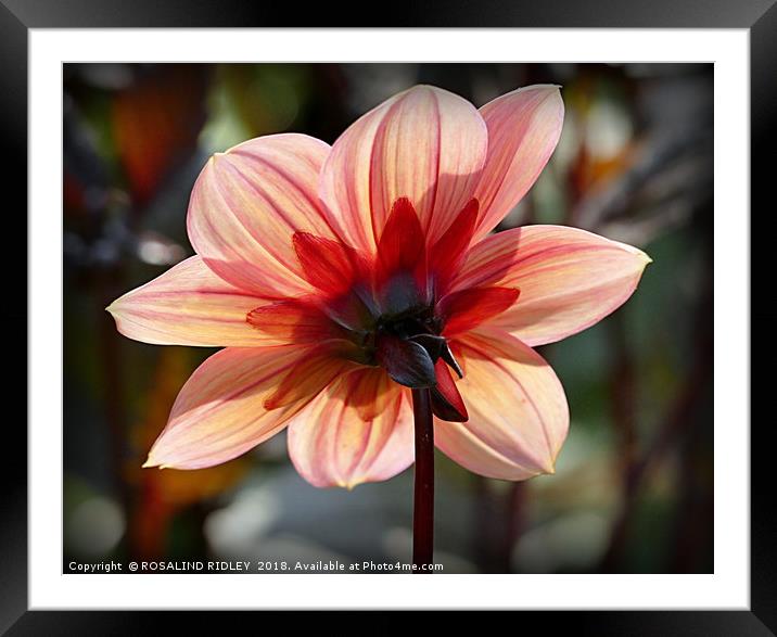 "Backlit Dahlia" Framed Mounted Print by ROS RIDLEY