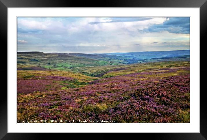 ""..And the purple 'O' the Heather" Framed Mounted Print by ROS RIDLEY