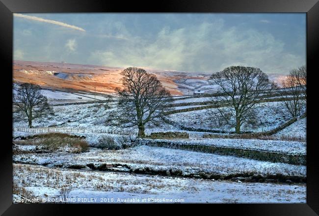 "Evening light across the snow" Framed Print by ROS RIDLEY