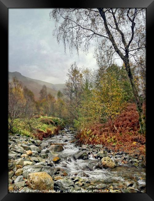 "Portrait of a Lakeland mountain stream" Framed Print by ROS RIDLEY