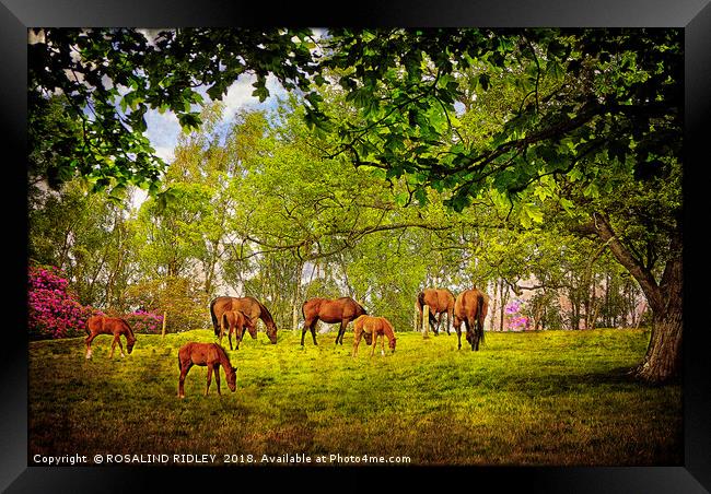 "Mares grazing with their foals" Framed Print by ROS RIDLEY