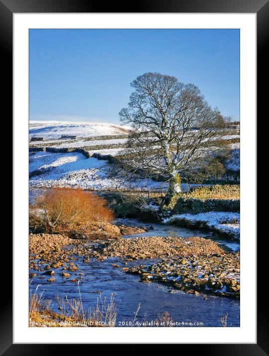 "Tree at Rookhope Burn" Framed Mounted Print by ROS RIDLEY
