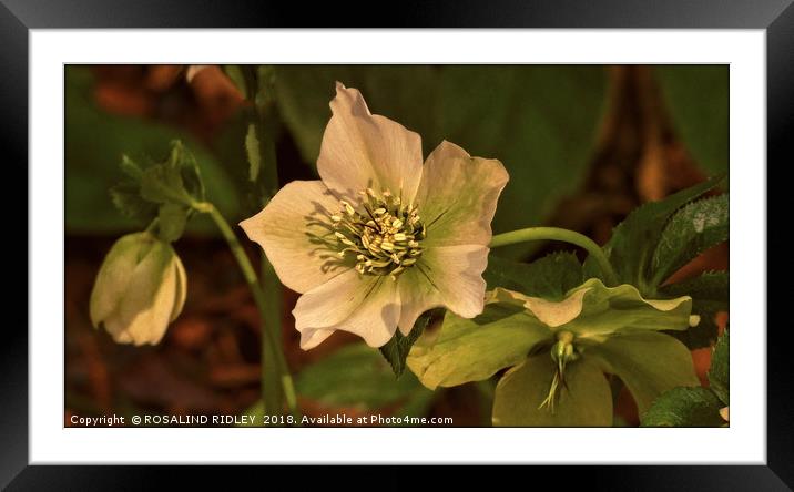"Evening light on the Hellebores" Framed Mounted Print by ROS RIDLEY