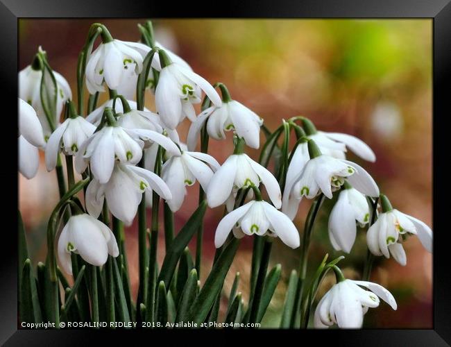 "Snowdrops in the sun" Framed Print by ROS RIDLEY