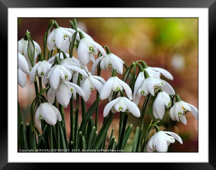 "Snowdrops in the sun" Framed Mounted Print by ROS RIDLEY