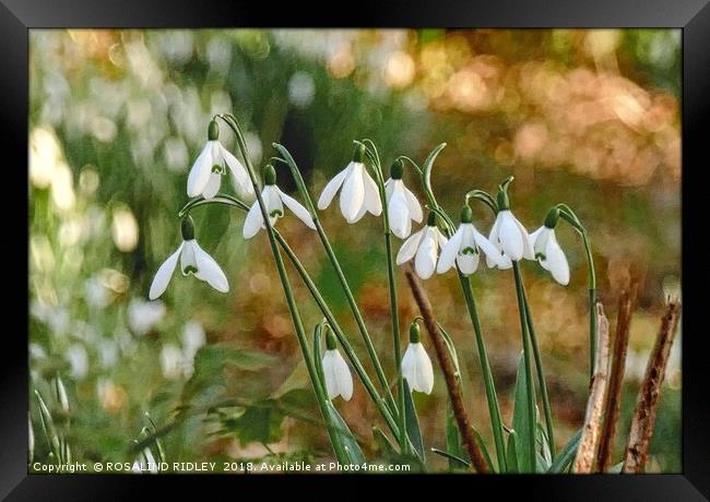 "Snowdrops in the sun 2 " Framed Print by ROS RIDLEY