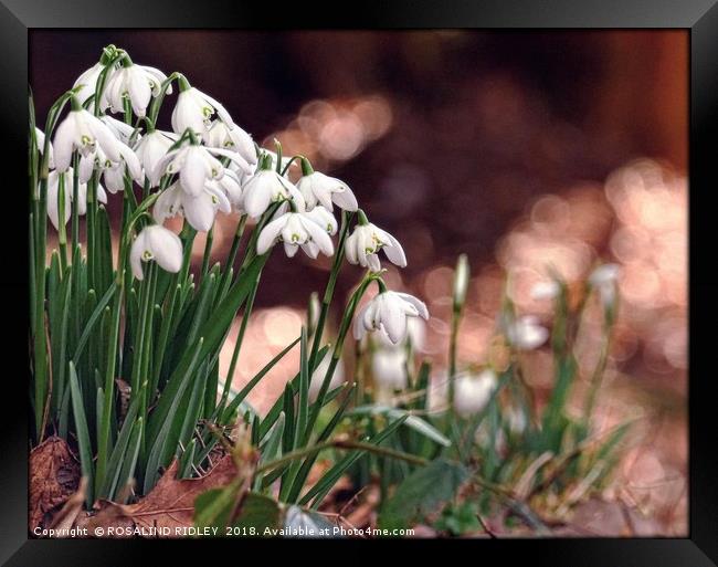 "Snowdrops in the pink" Framed Print by ROS RIDLEY