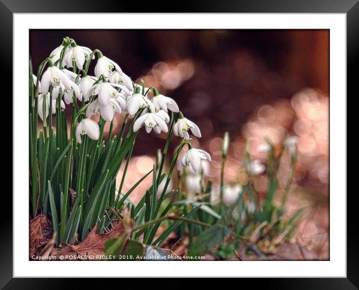 "Snowdrops in the pink" Framed Mounted Print by ROS RIDLEY