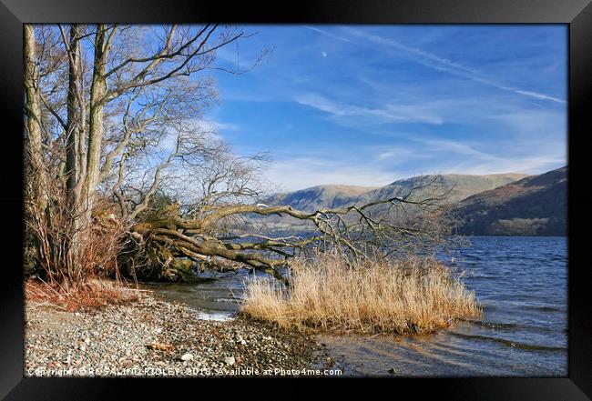 "Fallen tree at the lake" Framed Print by ROS RIDLEY