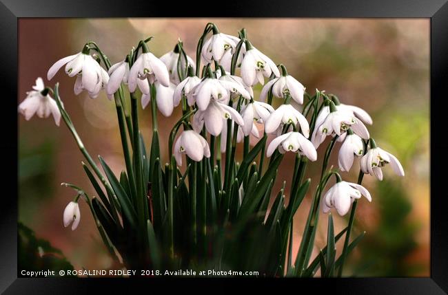 "Evening light on snowdrops" Framed Print by ROS RIDLEY