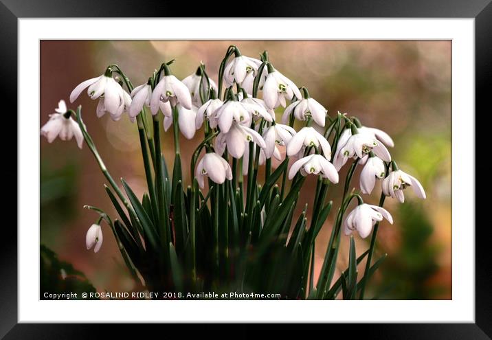 "Evening light on snowdrops" Framed Mounted Print by ROS RIDLEY