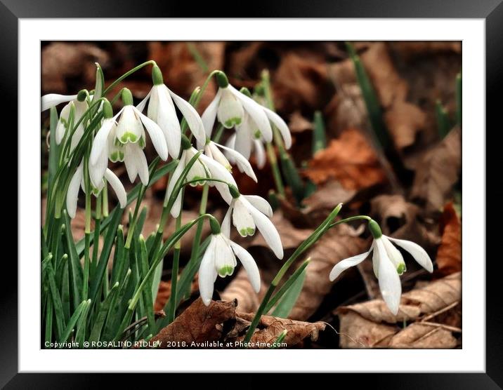 "snowdrops in beech leaves" Framed Mounted Print by ROS RIDLEY