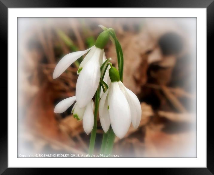 "Snowdrop Trio" Framed Mounted Print by ROS RIDLEY