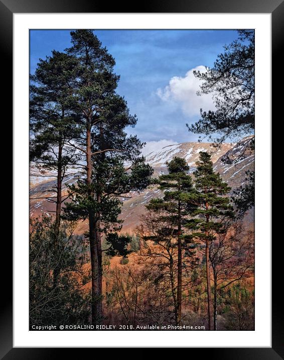 "Evening light through the trees" Framed Mounted Print by ROS RIDLEY