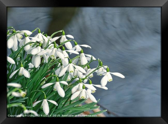 "Snowdrops by Swirling Waters" Framed Print by ROS RIDLEY