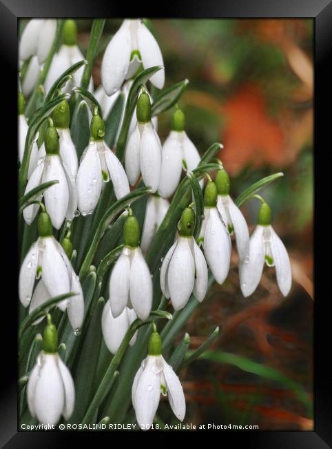 "Raindrops on Snowdrops" Framed Print by ROS RIDLEY