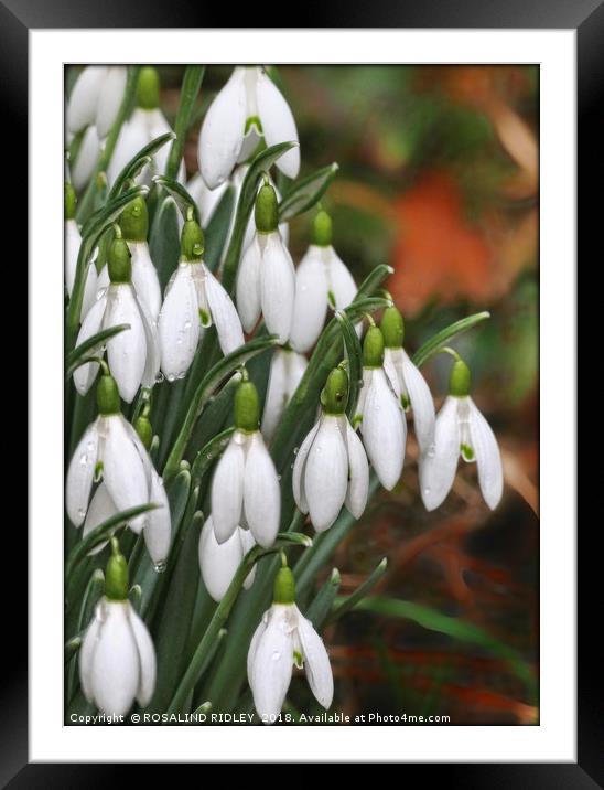 "Raindrops on Snowdrops" Framed Mounted Print by ROS RIDLEY