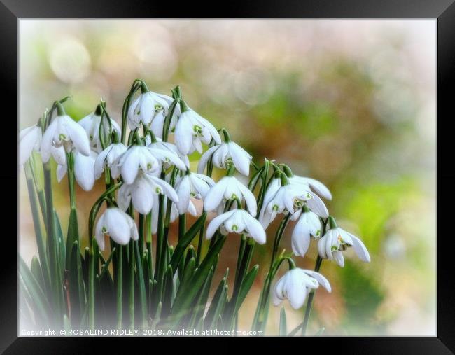 "Snowdrops in Snow" Framed Print by ROS RIDLEY