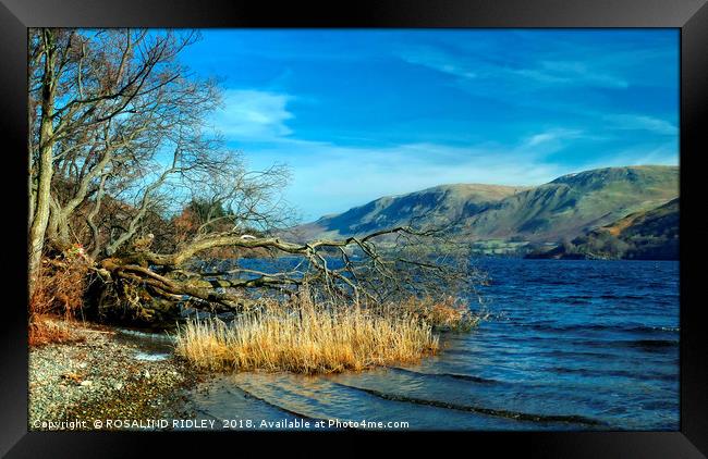 "Fallen tree at the lake 2 " Framed Print by ROS RIDLEY