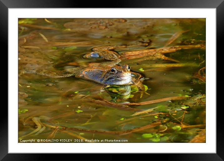 "Reflections of a Happy Frog" Framed Mounted Print by ROS RIDLEY