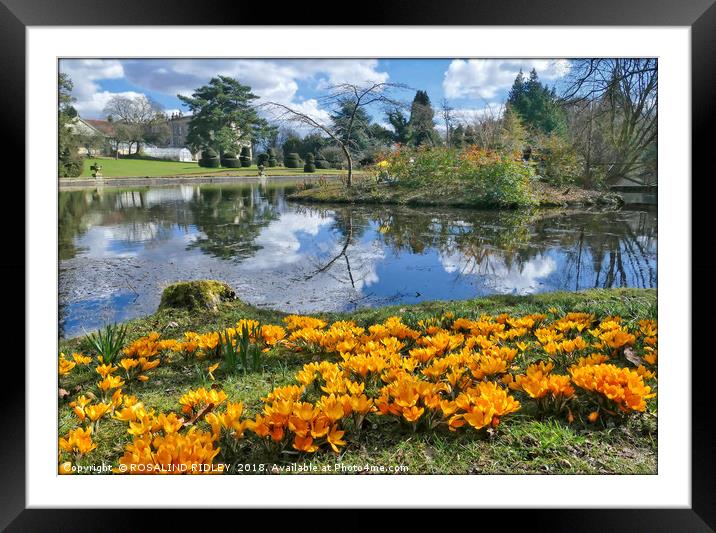 "Idyllic Afternoon at Thorp Perrow Arboretum" Framed Mounted Print by ROS RIDLEY
