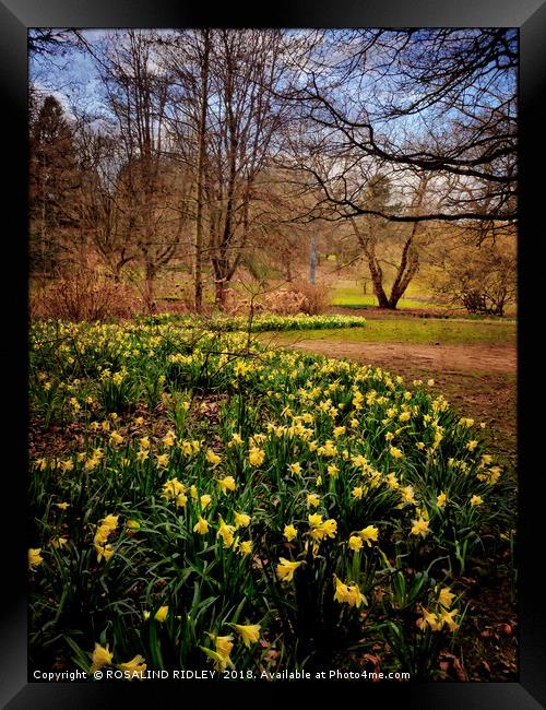 "Daffodils at Thorp Perrow" Framed Print by ROS RIDLEY