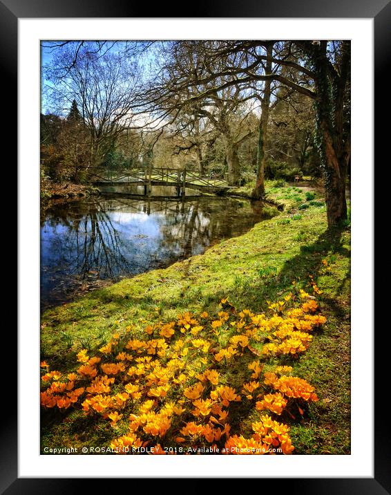 "Crocuses in Tree reflections" Framed Mounted Print by ROS RIDLEY