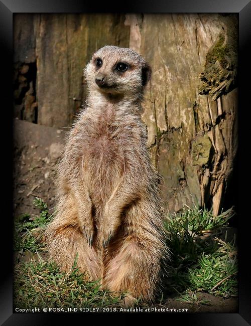 "The Sad Meerkat" Framed Print by ROS RIDLEY