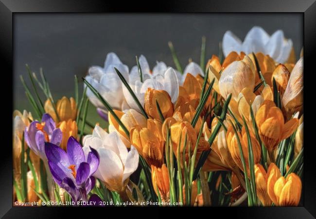 "Evening light on the Crocuses" Framed Print by ROS RIDLEY