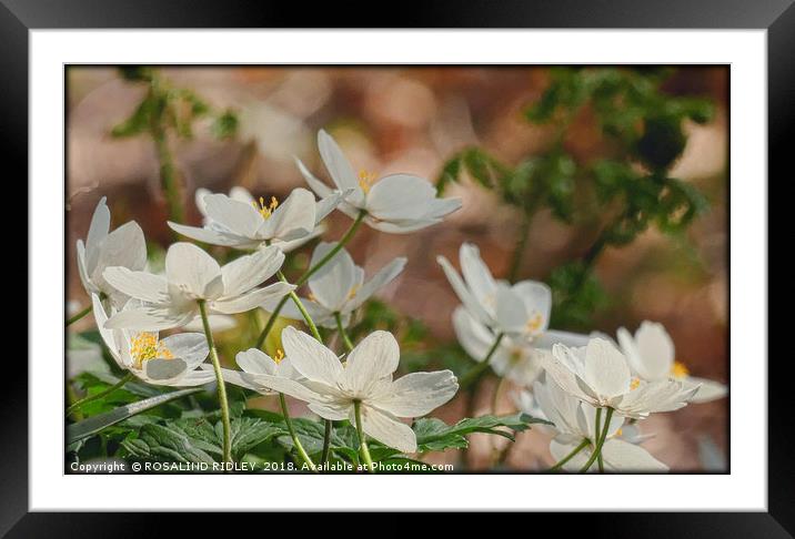 " Wood Anemones in a breezy Durham wood" Framed Mounted Print by ROS RIDLEY