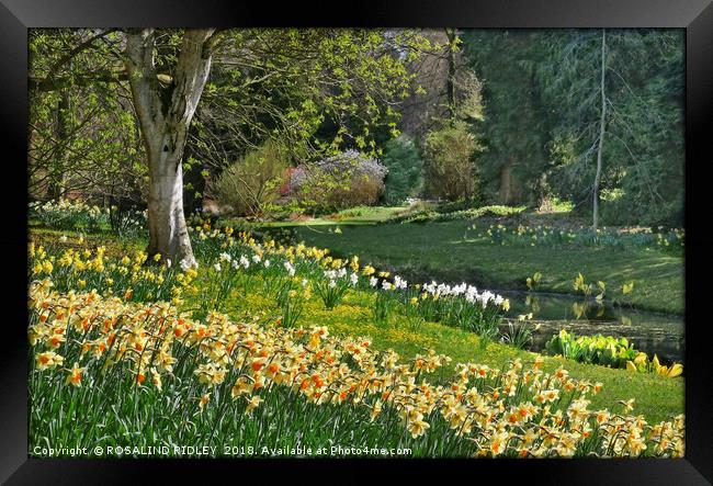 "Daffodils and Sunny days 2 " Framed Print by ROS RIDLEY