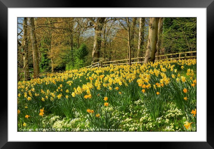 "Daffodils at the woods" Framed Mounted Print by ROS RIDLEY