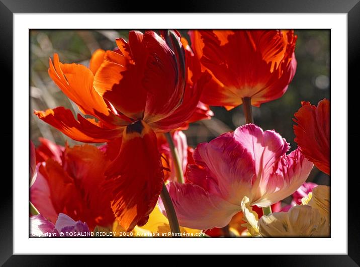 "Backlit Tulips blowing in the wind" Framed Mounted Print by ROS RIDLEY