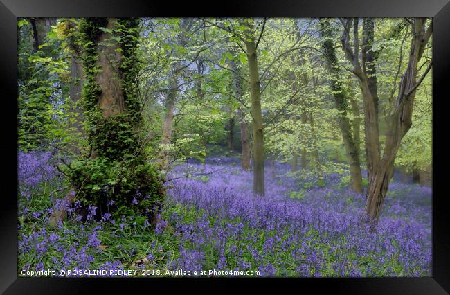 "Evening in a misty bluebell wood" Framed Print by ROS RIDLEY