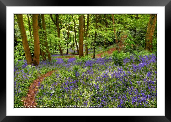 "Dappled sunshine in the bluebell woods" Framed Mounted Print by ROS RIDLEY