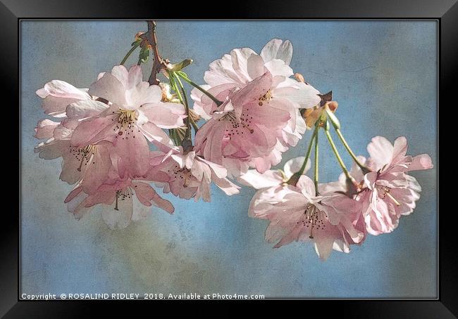 "Antique blossoms" Framed Print by ROS RIDLEY