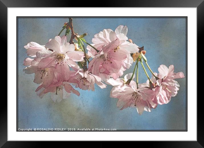 "Antique blossoms" Framed Mounted Print by ROS RIDLEY