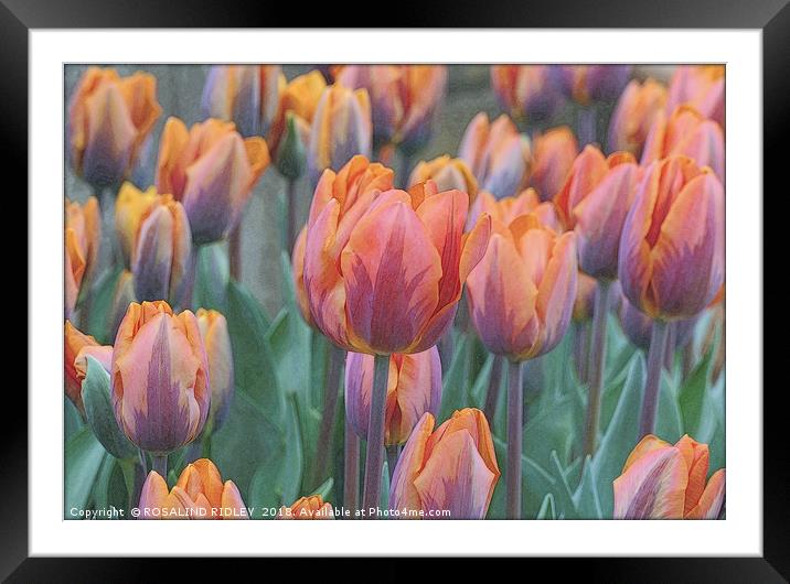 "Artistic Tulips" Framed Mounted Print by ROS RIDLEY