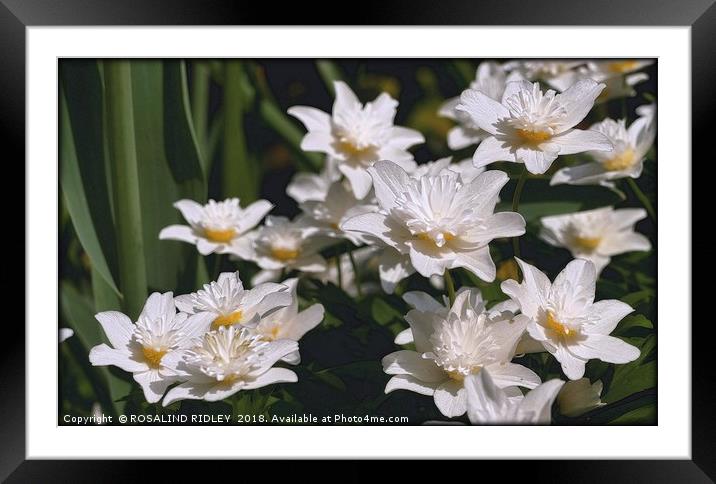 "Anemone Nemorosa Alba" Framed Mounted Print by ROS RIDLEY